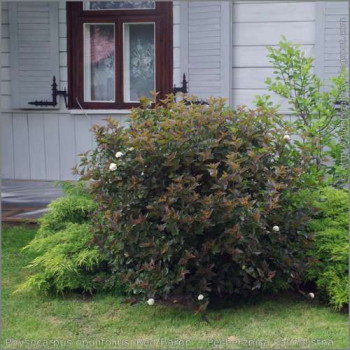 Physocarpus opulif. 'Red Baron' 0.30 à 0.40 m Cont. 