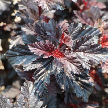 Physocarpus opulif. 'Summer Wine'® 0.40 à 0.60 m Cont. 