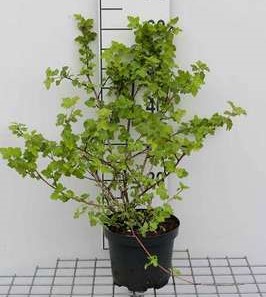 Physocarpus opulif. 'Tilden Park' 0.40 à 0.60 m Cont. 