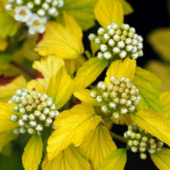Physocarpus opulif. 'Luteus' Tige 120 cm CT 12 litres 