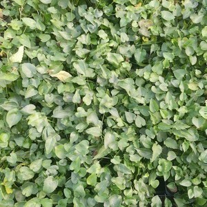 Phyteuma scheuchzeri  Pot 9 