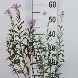Physostegia virg. 'Bouquet Rose'  Pot 9 