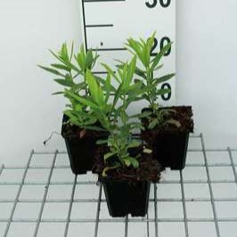 Physostegia virg. 'Vivid'  Pot 9 