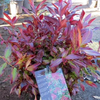 Pieris hybr. 'Flaming Silver' 0.20 à 0.30 m CT 2 litres 