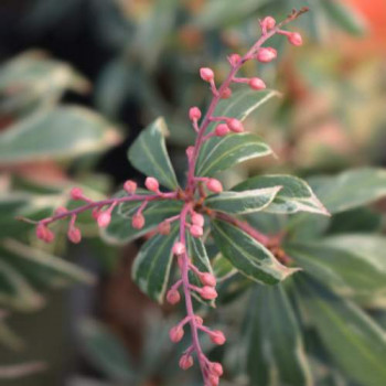 Pieris jap. 'Little Heath' 0.30 à 0.40 m CT 5 litres 