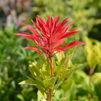 Pieris jap. 'Mountain Fire' 0.50 à 0.60 m CT 10 litres 
