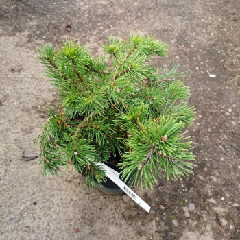 Pinus mugo 'Pumilio' 0.20 à 0.30 m Cont. 