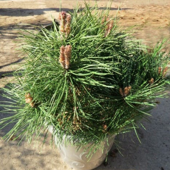 Pinus nigra 'Brepo' ('pierrick_brégéon') 0.60 m et + CT 25 litres en bonsai 