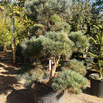 Pinus sylv. 'Glauca' 2 à 2.5 m CT 110 litres 