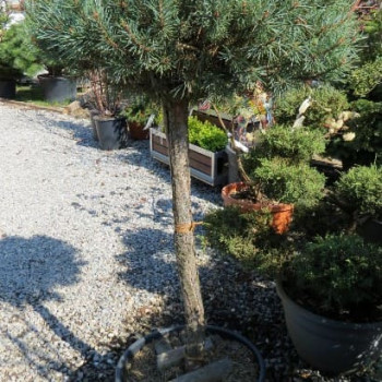 Pinus sylv. 'Watereri' 0.80 à 0.90 m CT 25 litres 