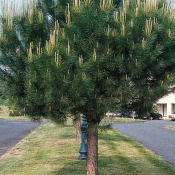 Pinus pinea 2 à 2.5 m CT 35 litres en rideau 