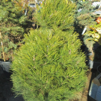 Pinus sylvestris 0.30 à 0.50 m Racine nue 