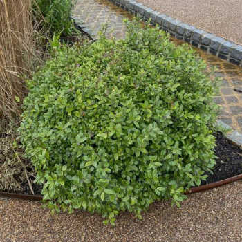 Pittosporum ten. 'Golf Ball'® 0.25 à 0.30 m Cont. 