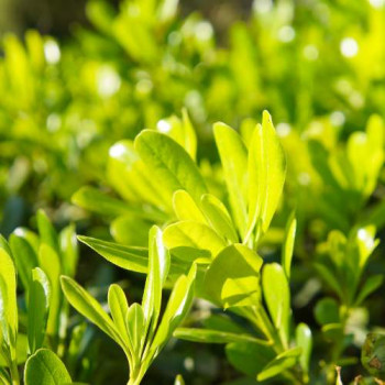 Pittosporum ten. 'Gold Star' 0.30 à 0.40 m CT 7,5 litres 