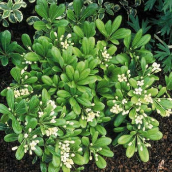 Pittosporum tob. 'Nanum' 0.25 à 0.30 m CT 3 litres 