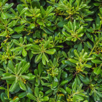 Pittosporum tobira 0.40 à 0.50 m CT 3 litres 
