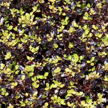 Pittosporum ten. 'Tom Thumb' 0.25 à 0.30 m Cont. 
