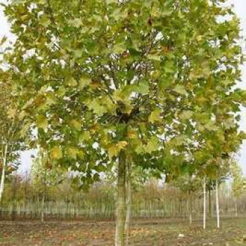 Platanus hisp. 'Alphen's Globe' Tige 12/14 Cont. 