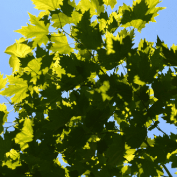 Platanus hispanica (=acerifolia) 0.10 à 0.12 m Racine nue - DAKVORM - rideau tige haute 