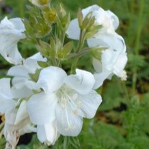 Polemonium caer. 'Album'  Pot 9 