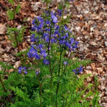 Polemonium caeruleum  Pot 9 