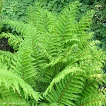 Polystichum set. 'Dahlem'  CT 2 litres 