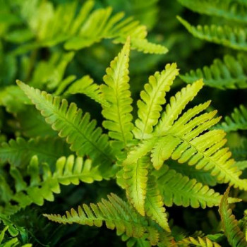 Polystichum set. 'Herrenhausen'  Pot 9 