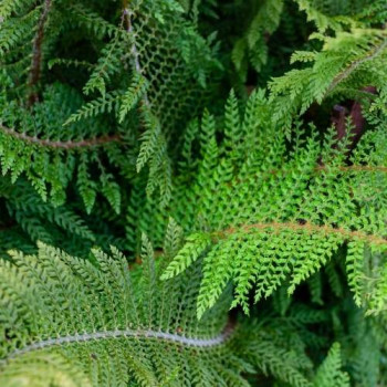 Polystichum set. 'Proliferum'  CT 2 litres 