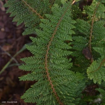 Polystichum set. 'Plumoso-densum'  Pot 9 