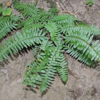 Polystichum acrostichoides  Pot 9 