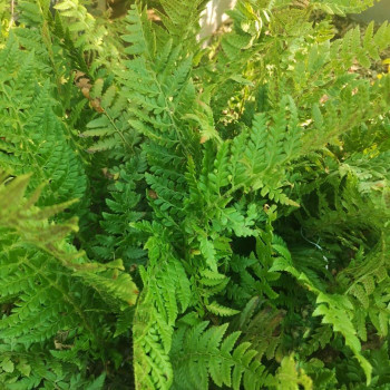 Polystichum aculeatum  Pot 9 