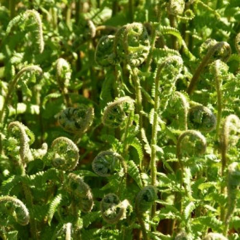 Polystichum braunii  Pot 9 