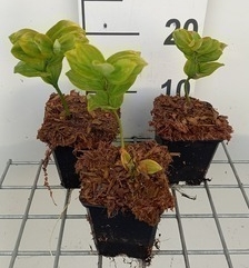 Polygonatum commutatum  Pot 9 