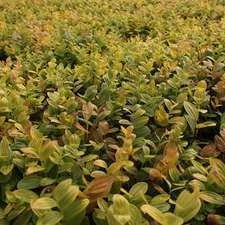 Polygonatum humile  Pot 9 