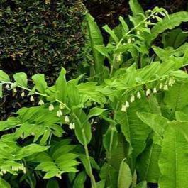 Polygonatum multiflorum  Pot 9 
