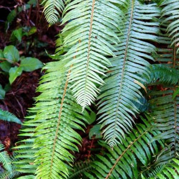 Polystichum munitum  Pot 9 