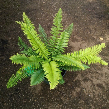 Polystichum polyblepharum  CT 2 litres 