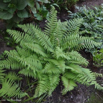 Polystichum setiferum  CT 2 litres 