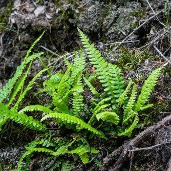 Polypodium vulgare  Pot 9 