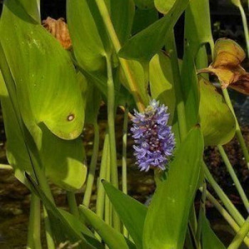 Pontederia cordata  Mand ø18 