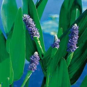 Pontederia lanceolata  Pot 9 Aquatique 