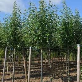 Populus alba 'Raket' Tige 14/16 Motte grillagée 