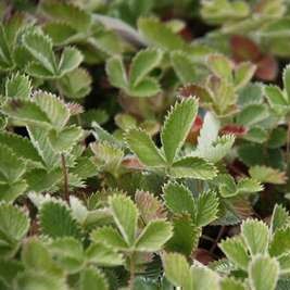 Potentilla atrosanguinea  Pot 9 