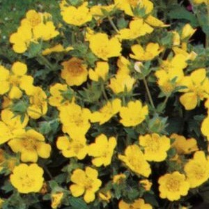 Potentilla aurea  Pot 9 