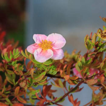 Potentilla frut. 'Lovely Pink'® (= 'pink beauty'®) 0.25 à 0.30 m CT 3 litres 