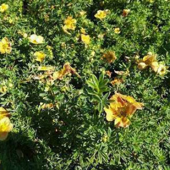 Potentilla frut. 'Marian Red Robin'® (= 'marrob') 0.25 à 0.30 m CT 3 litres 