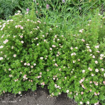 Potentilla frut. 'Princess' (= 'p. queen/blink') 0.25 à 0.30 m CT 3 litres 