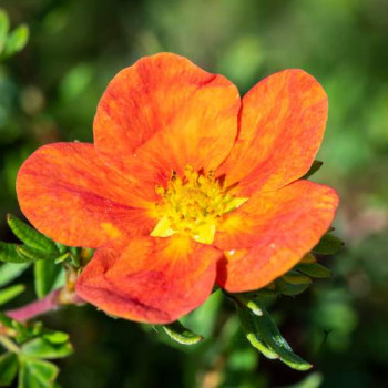 Potentilla frut. 'Red Ace' 0.20 à 0.25 m CT 1,3 litres 