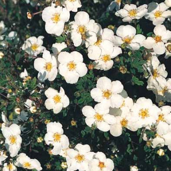 Potentilla frut. 'Abbotswood' 0.20 à 0.25 m CT 1,3 litres 