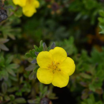 Potentilla frut. 'Goldteppich' 0.25 à 0.30 m CT 3 litres 